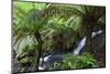 Tree Fern in Melba Gully, Great Otway Np, Victoria, Australia-Martin Zwick-Mounted Photographic Print