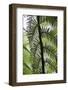 Tree Fern in Melba Gully, Great Otway Np, Victoria, Australia-Martin Zwick-Framed Photographic Print