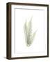 Tree Fern Portrait 1-Albert Koetsier-Framed Premium Giclee Print