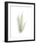 Tree Fern Portrait 1-Albert Koetsier-Framed Premium Giclee Print