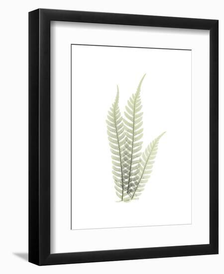 Tree Fern Portrait 1-Albert Koetsier-Framed Premium Giclee Print