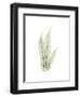 Tree Fern Portrait 1-Albert Koetsier-Framed Premium Giclee Print