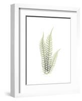 Tree Fern Portrait 1-Albert Koetsier-Framed Premium Giclee Print