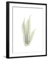 Tree Fern Portrait 1-Albert Koetsier-Framed Premium Giclee Print