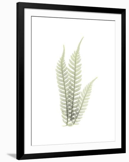 Tree Fern Portrait 1-Albert Koetsier-Framed Premium Giclee Print