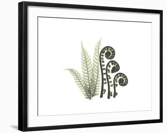 Tree Fern Portrait 2-Albert Koetsier-Framed Premium Giclee Print