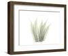 Tree Fern Portrait 3-Albert Koetsier-Framed Premium Giclee Print