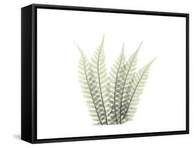 Tree Fern Portrait 3-Albert Koetsier-Framed Stretched Canvas