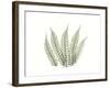 Tree Fern Portrait 4-Albert Koetsier-Framed Premium Giclee Print