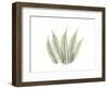 Tree Fern Portrait 4-Albert Koetsier-Framed Premium Giclee Print