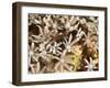 Tree Fern Soft Coral (Clavularia Sp.), Sulawesi, Indonesia, Southeast Asia, Asia-Lisa Collins-Framed Photographic Print