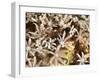 Tree Fern Soft Coral (Clavularia Sp.), Sulawesi, Indonesia, Southeast Asia, Asia-Lisa Collins-Framed Photographic Print