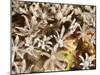 Tree Fern Soft Coral (Clavularia Sp.), Sulawesi, Indonesia, Southeast Asia, Asia-Lisa Collins-Mounted Photographic Print