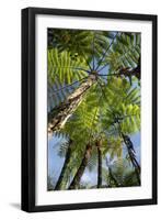 Tree Fern-Bjorn Svensson-Framed Photographic Print