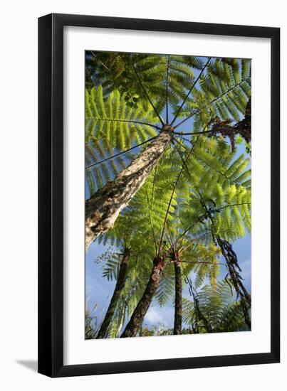 Tree Fern-Bjorn Svensson-Framed Photographic Print