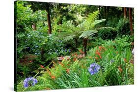 Tree ferns and flowers in Sete Fontes Park near Rosais, Sao Jorge Island, Azores, Portugal-null-Stretched Canvas