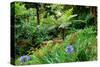 Tree ferns and flowers in Sete Fontes Park near Rosais, Sao Jorge Island, Azores, Portugal-null-Stretched Canvas