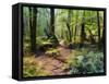 Tree Ferns and Myrtle Beech Trees in the Temperate Rainforest, Australia, Pacific-Jochen Schlenker-Framed Stretched Canvas