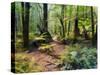 Tree Ferns and Myrtle Beech Trees in the Temperate Rainforest, Australia, Pacific-Jochen Schlenker-Stretched Canvas