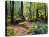 Tree Ferns and Myrtle Beech Trees in the Temperate Rainforest, Australia, Pacific-Jochen Schlenker-Stretched Canvas