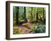 Tree Ferns and Myrtle Beech Trees in the Temperate Rainforest, Australia, Pacific-Jochen Schlenker-Framed Photographic Print