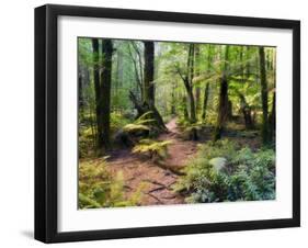 Tree Ferns and Myrtle Beech Trees in the Temperate Rainforest, Australia, Pacific-Jochen Schlenker-Framed Photographic Print