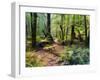 Tree Ferns and Myrtle Beech Trees in the Temperate Rainforest, Australia, Pacific-Jochen Schlenker-Framed Photographic Print