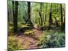 Tree Ferns and Myrtle Beech Trees in the Temperate Rainforest, Australia, Pacific-Jochen Schlenker-Mounted Photographic Print