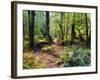 Tree Ferns and Myrtle Beech Trees in the Temperate Rainforest, Australia, Pacific-Jochen Schlenker-Framed Photographic Print