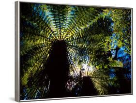 Tree Ferns, Catlins, South Island, New Zealand-David Wall-Framed Photographic Print