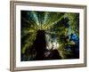 Tree Ferns, Catlins, South Island, New Zealand-David Wall-Framed Photographic Print
