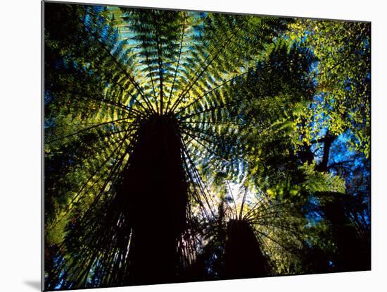 Tree Ferns, Catlins, South Island, New Zealand-David Wall-Mounted Photographic Print