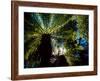 Tree Ferns, Catlins, South Island, New Zealand-David Wall-Framed Photographic Print