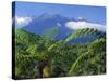 Tree Ferns in Foreground, Island of Borneo, Malaysia-Robert Francis-Stretched Canvas