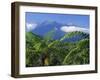 Tree Ferns in Foreground, Island of Borneo, Malaysia-Robert Francis-Framed Photographic Print