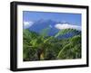 Tree Ferns in Foreground, Island of Borneo, Malaysia-Robert Francis-Framed Photographic Print