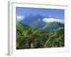 Tree Ferns in Foreground, Island of Borneo, Malaysia-Robert Francis-Framed Photographic Print