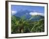 Tree Ferns in Foreground, Island of Borneo, Malaysia-Robert Francis-Framed Photographic Print