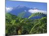 Tree Ferns in Foreground, Island of Borneo, Malaysia-Robert Francis-Mounted Photographic Print