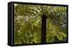 Tree Ferns Magnificent Tree Ferns Grow Along-null-Framed Stretched Canvas