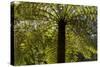 Tree Ferns Magnificent Tree Ferns Grow Along-null-Stretched Canvas