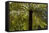 Tree Ferns Magnificent Tree Ferns Grow Along-null-Framed Stretched Canvas