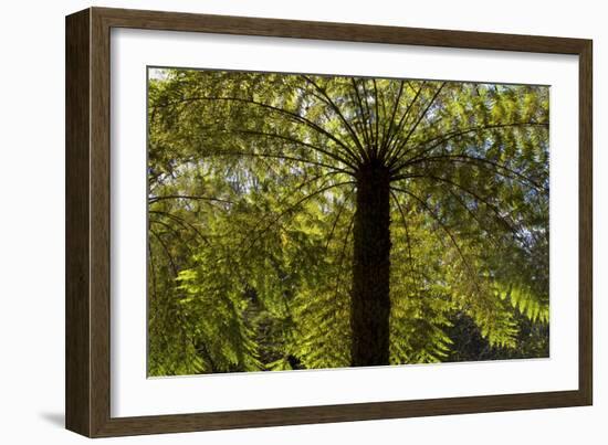 Tree Ferns Magnificent Tree Ferns Grow Along-null-Framed Photographic Print