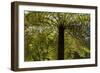 Tree Ferns Magnificent Tree Ferns Grow Along-null-Framed Photographic Print