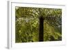 Tree Ferns Magnificent Tree Ferns Grow Along-null-Framed Photographic Print