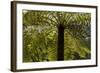 Tree Ferns Magnificent Tree Ferns Grow Along-null-Framed Photographic Print