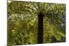 Tree Ferns Magnificent Tree Ferns Grow Along-null-Mounted Photographic Print