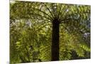 Wood Mount