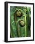 Tree Ferns Unfolding-Adam Jones-Framed Photographic Print