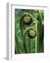 Tree Ferns Unfolding-Adam Jones-Framed Photographic Print